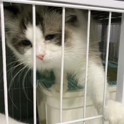 一新宠物の家:长沙市长沙县长沙县附近