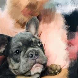 天榕法斗之家:天津城区西青区大寺附近