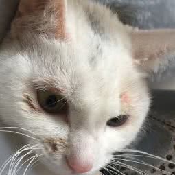 星悦宠物医院:长沙市长沙县长沙县附近