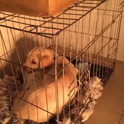 宠嘟嘟动物诊所:长沙市长沙县长沙县附近