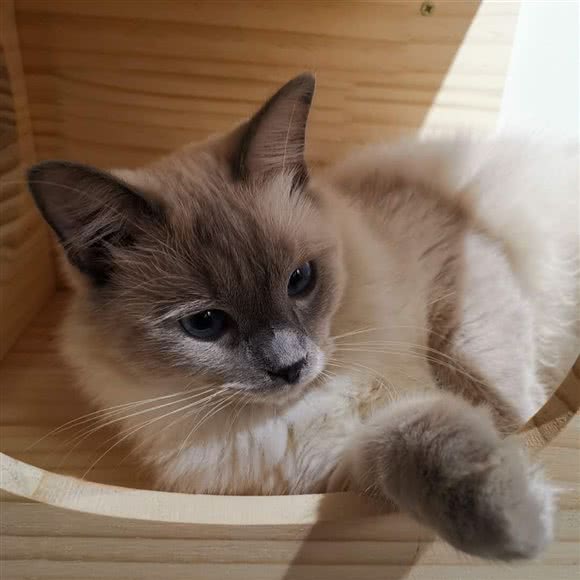 猫岛猫咖生活馆:长沙市宁乡市玉潭镇附近