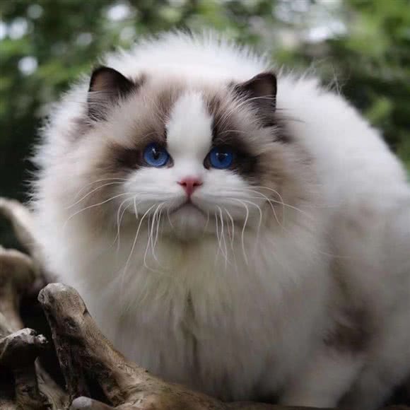 卡萌宠物show:株洲市荷塘区贺家土附近