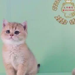 大阳猫舍宠物:天津城区西青区大寺附近