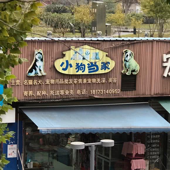 小狗当家:株洲市天元区沿江风光带附近