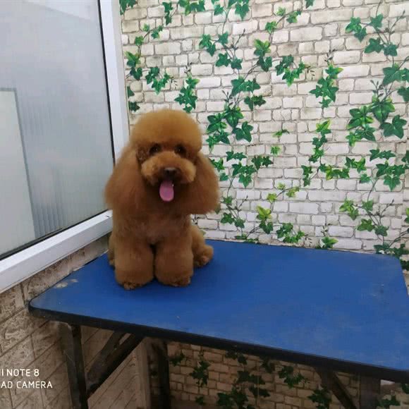 101宠物之家:北京城区朝阳区酒仙桥附近