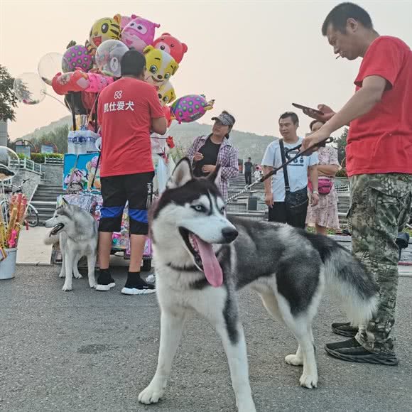 酷博宠物训练:湘潭市岳塘区万达商业广场附近