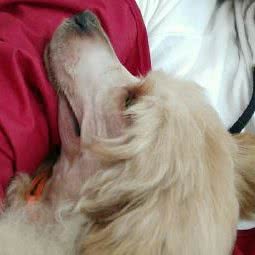 爱宠家族:衡阳市雁峰区白沙洲广场附近