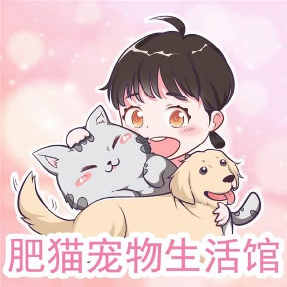 肥猫宠物生活馆:邵阳市邵东市邵东市附近