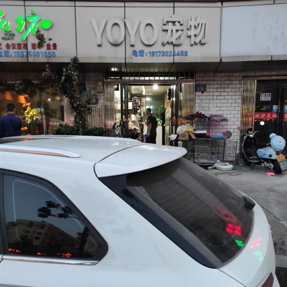 YOYO宠物狗:岳阳市岳阳楼区奇家岭附近