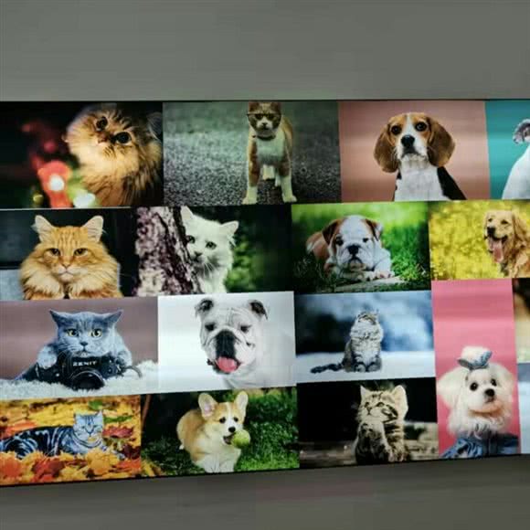 巴陵宠物会所:岳阳市岳阳楼区岳阳楼/汴河街附近