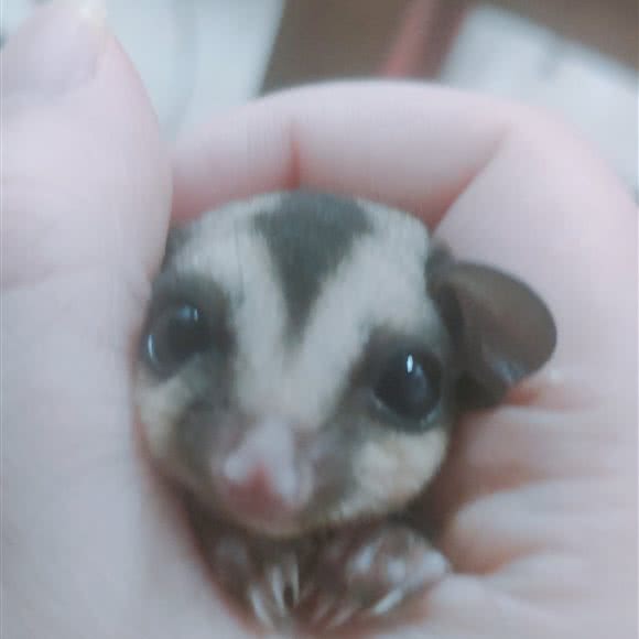 二叠纪另类宠物馆:岳阳市岳阳楼区岳阳楼/汴河街附近