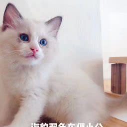 ww猫咪生活馆:岳阳市岳阳楼区岳阳楼/汴河街附近