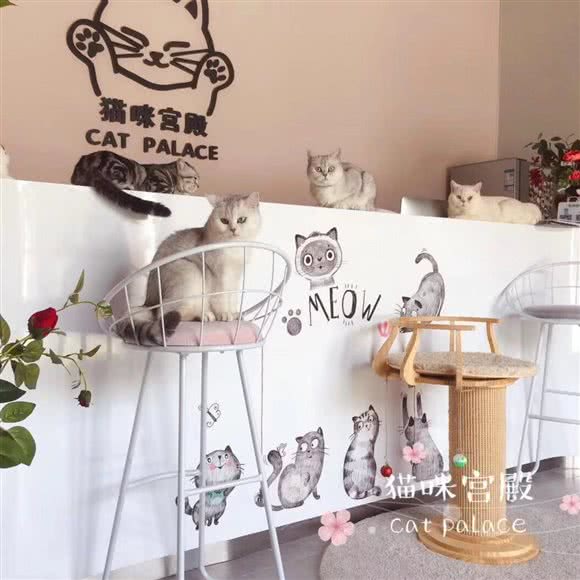 CatPalace猫咪宫殿:北京城区朝阳区酒仙桥附近