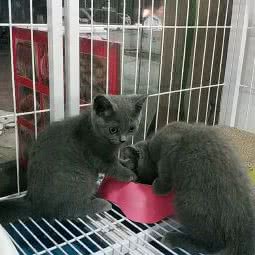 古月宠物:常德市武陵区文理学院西院附近