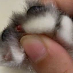 西城宠物:常德市武陵区武陵大道附近