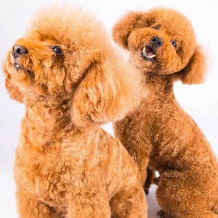 发大宠物摄影:常德市武陵区梅尼广场/北站附近