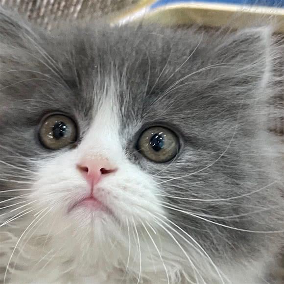 恒召猫咖:常德市武陵区金钻广场附近