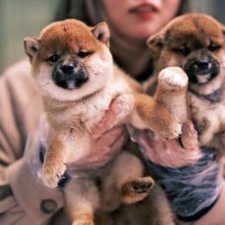 鑫隆狗狗:郴州市北湖区兴隆步行街附近