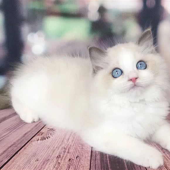 布丁猫咖:郴州市北湖区下湄桥附近