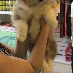 爱心宠物医院:永州市冷水滩区中联国际广场附近