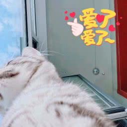 是野非野·精品猫舍·猫咖:天津城区西青区西青大学城附近