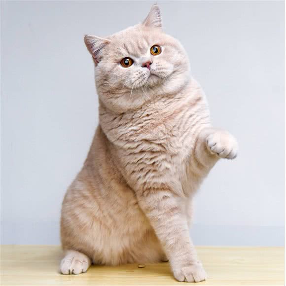 迷你豹英短猫舍:天津城区西青区西青大学城附近