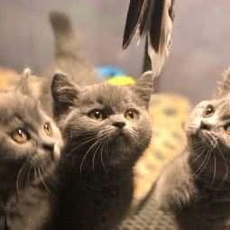 冬冬猫窦:广州市荔湾区中山七八路附近