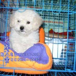 乐宠犬舍:广州市荔湾区中山七八路附近