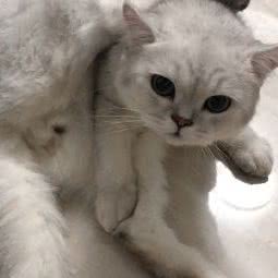 SaSa宠物美容店:广州市荔湾区上下九商业区附近