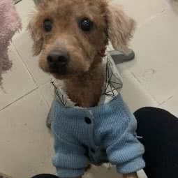 芝晓宠物店:广州市荔湾区上下九商业区附近