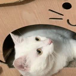 小暴龙宠物生活馆:广州市荔湾区芳村附近