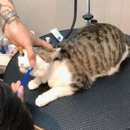 PETKIT小佩宠物(公园九里店):广州市荔湾区芳村附近