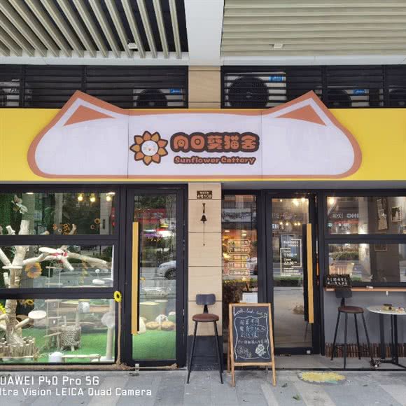 向日葵猫舍·玩偶·缅因·德文:广州市荔湾区芳村附近