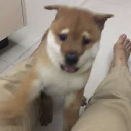 名皇犬舍:广州市荔湾区芳村附近