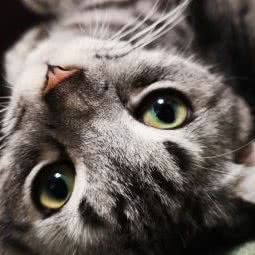 宠迪动物诊所:广州市荔湾区芳村附近