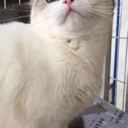 广东总狗场宠物狗繁殖基地:广州市荔湾区滘口附近