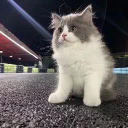 紫藤猫舍:广州市荔湾区滘口附近