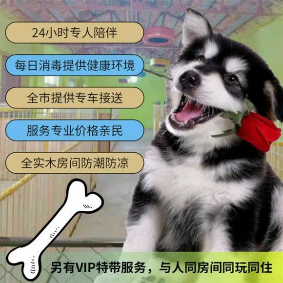 爱宠绿洲宠物寄养公寓:天津城区西青区梅江会展中心附近