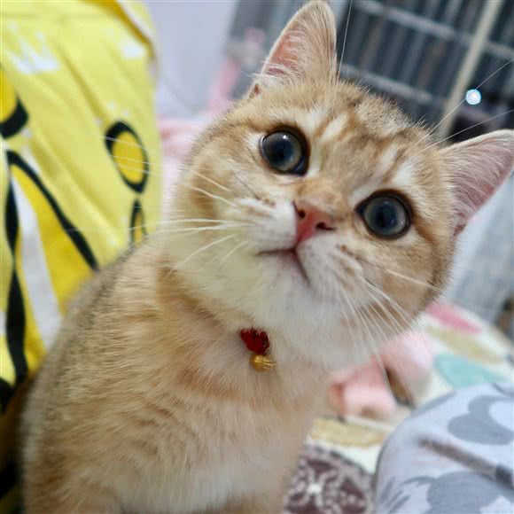 袖虎宠物(越秀南店):广州市越秀区北京路商业区附近