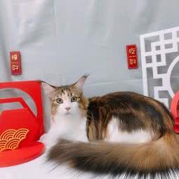 MY PET STORE(我的宠物店):广州市越秀区北京路商业区附近