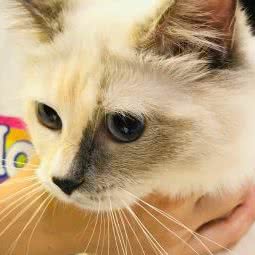 快感宠物:广州市越秀区小北/淘金附近