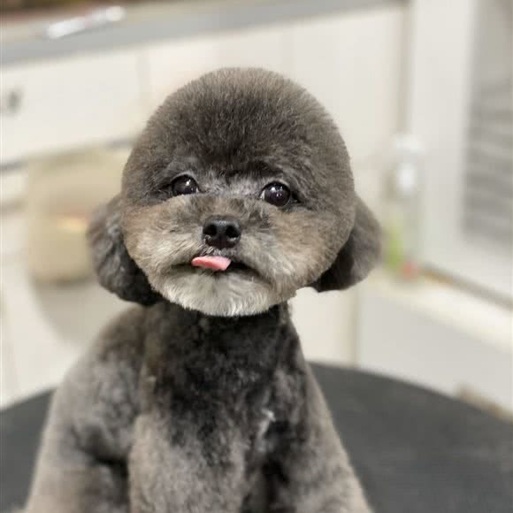 史宾莎宠物俱乐部:广州市越秀区小北/淘金附近