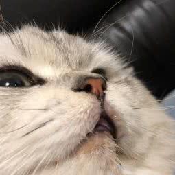 咏升宠物:广州市越秀区沿江路/二沙岛附近