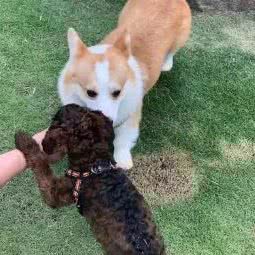 正规狗场犬舍猫舍:广州市越秀区五羊新城附近