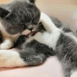 猫宠乐园:广州市海珠区江南大道沿线附近