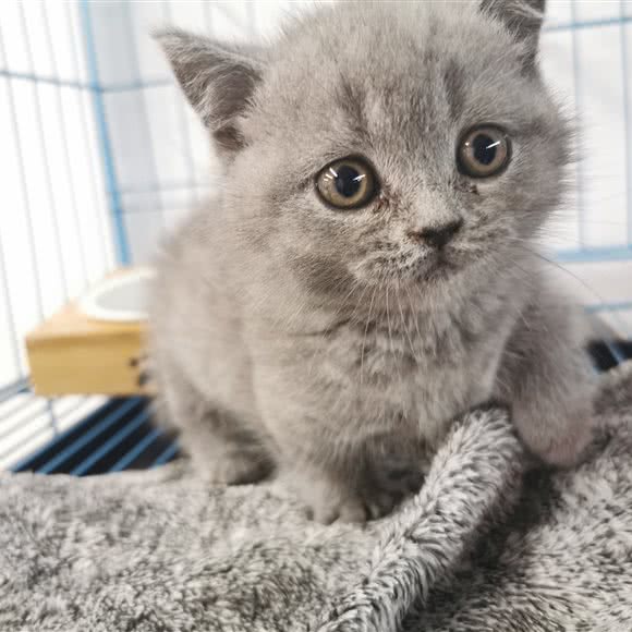 袖虎宠物(江南西店):广州市海珠区江南西附近