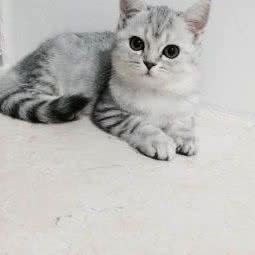 名猫苑:广州市海珠区江南西附近