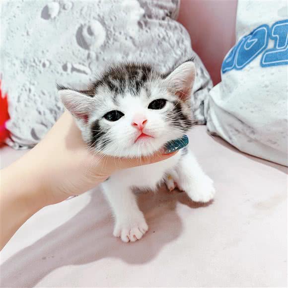 萌宠星球(江南西店):广州市海珠区江南西附近