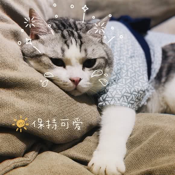 喵不可言宠物店:广州市海珠区江南西附近