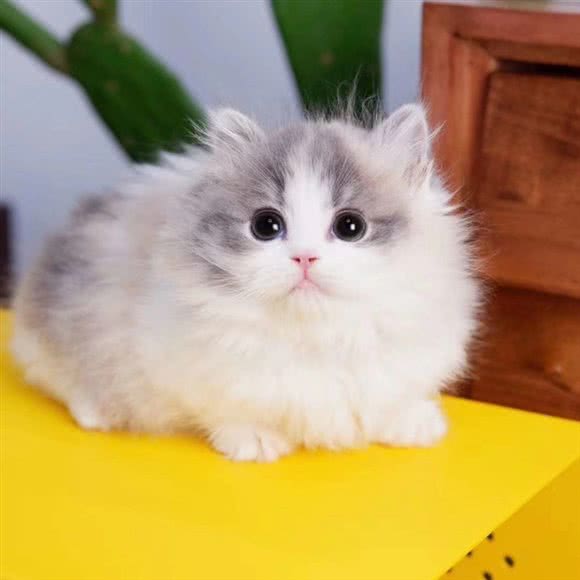 宠臣一舍寄养猫馆:广州市海珠区工业大道沿线附近